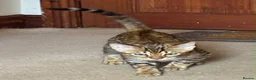 Bengal cats for sale: Male Bengal Kittens for sale - Advert 20