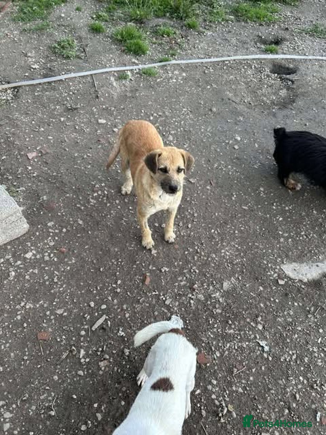 Mixed Breed dogs for adoption: Rescue boy Ethan is looking for his forever home - Advert 13