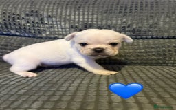 Frug dogs for sale: 3/4 frenchie 1/4 pug pups for sale  - Image 6