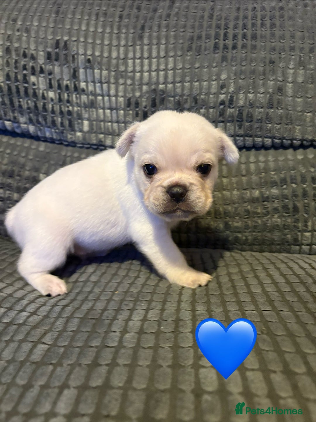 Frug dogs for sale: 3/4 frenchie 1/4 pug pups for sale  - Image 6
