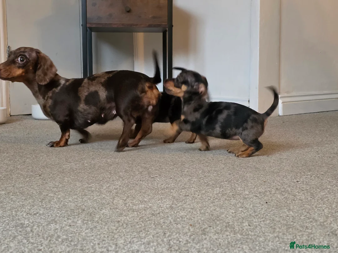 Mixed Breed dogs for sale: Miniature Dapple Dachshund X Miniature Chorky - Advert 5