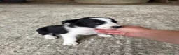 Welsh Collie dogs for sale: Adorable Mid Wales border collie puppies for sale - Advert 28