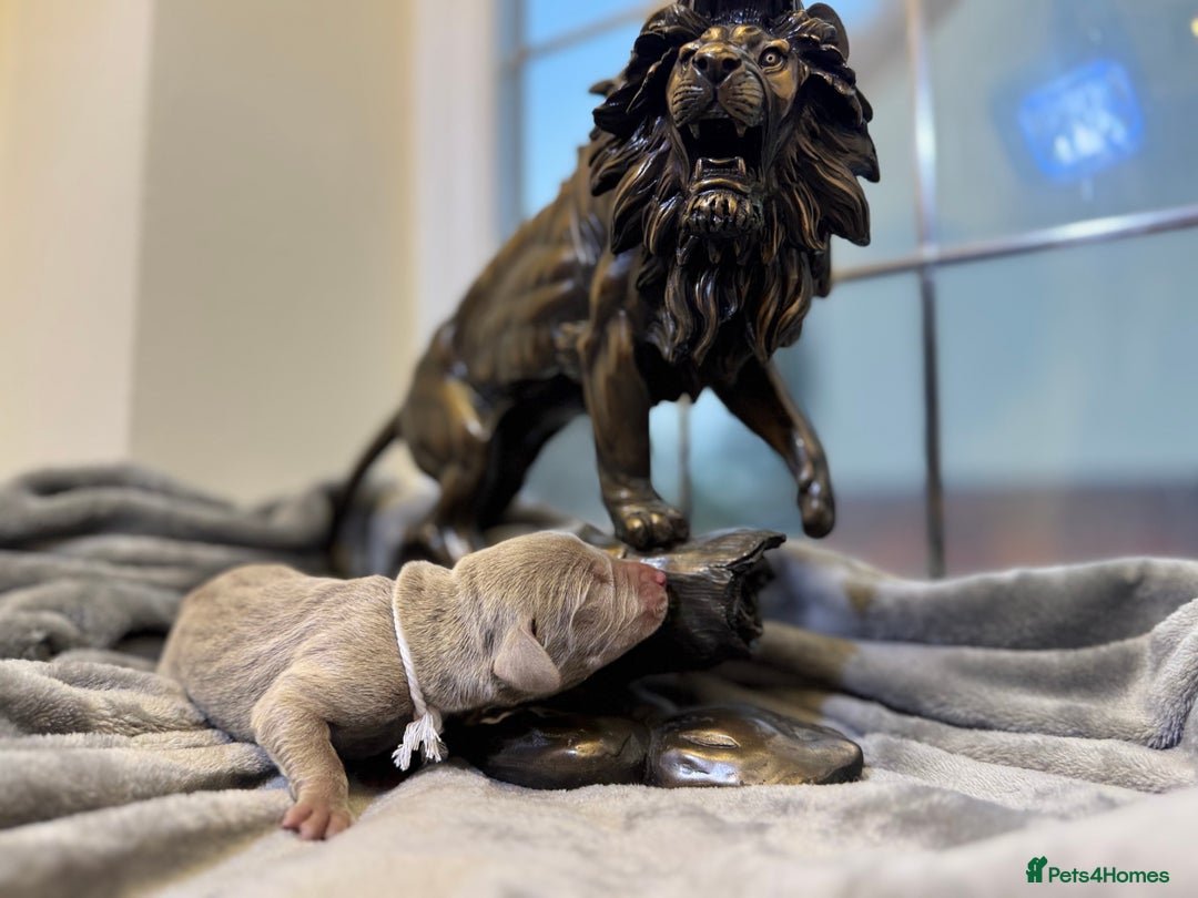 Weimaraner dogs for sale: 🐾Adorable KC Registered Weimaraner Puppies🐾 - Image 35