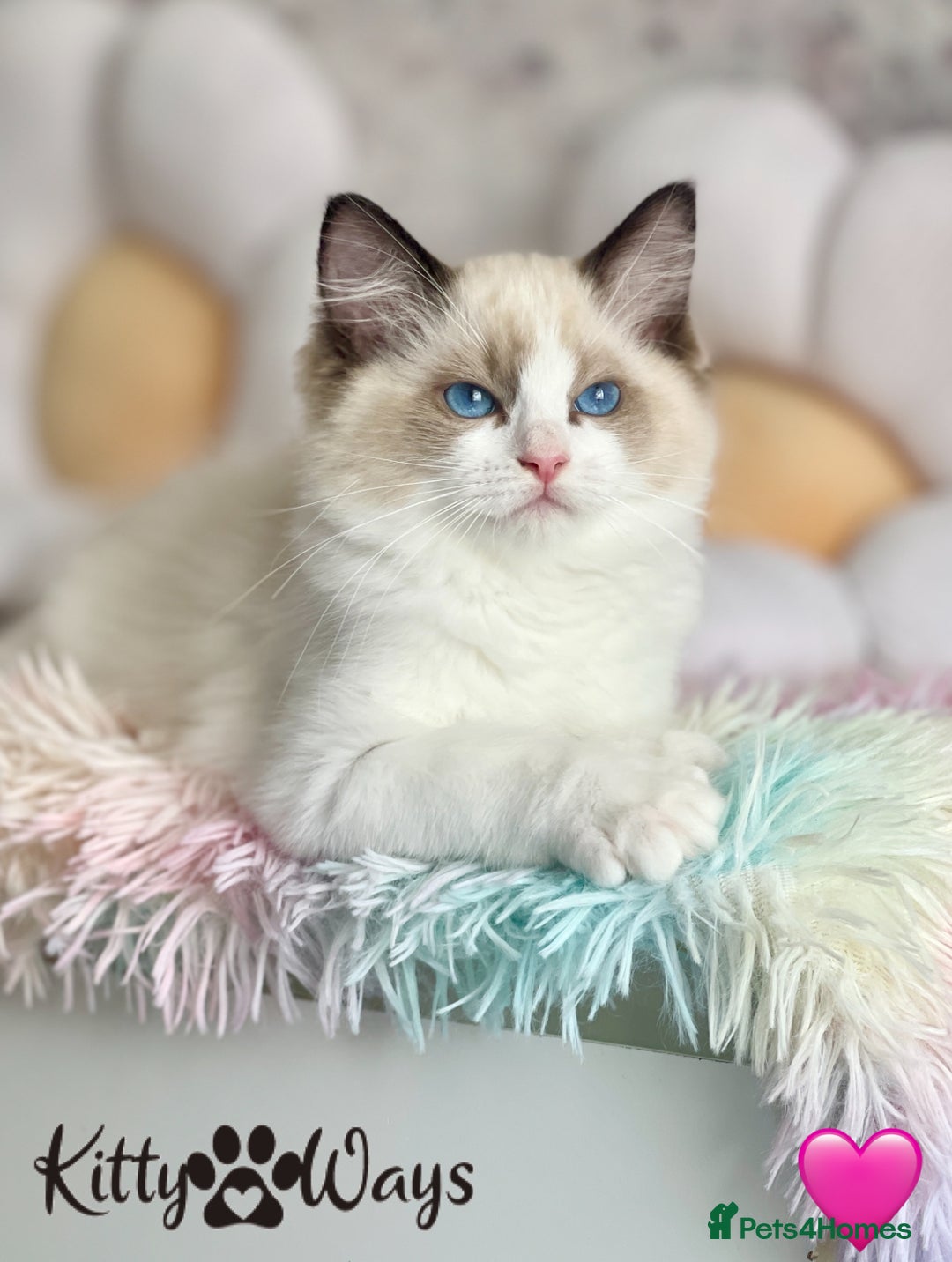 Ragdoll cats for sale: 🐾🩷*TICA REG* LYNX TABBY EU RAGDOLL KITTENS🩵🐾 - Image 18