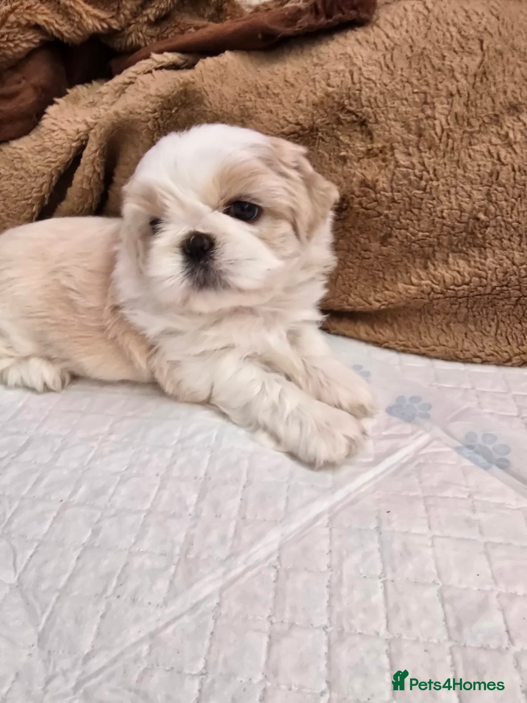 Shih Tzu dogs for sale: Hi my name is Maria  - Image 2
