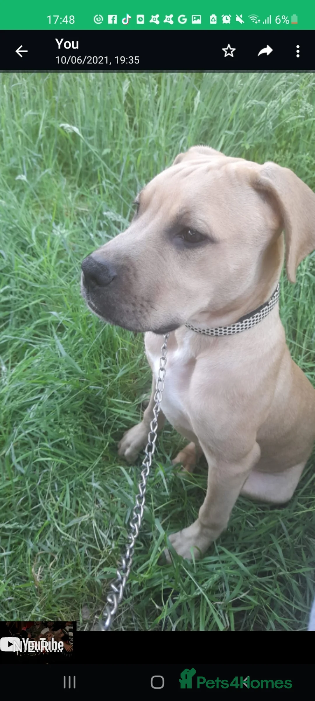 French Bulldog dogs for sale: Gorgeous french bulldog puppy for a new family - Advert 2