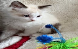 Ragdoll cats for sale: 💙🩷GCCF RAGDOLL KITTENS M&F 9WKS NEUT & SPAYED 🥇 - Image 16