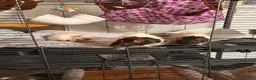 Rat rodents for sale: group of 4 friendly rats (cage+everything incl) - Advert 26