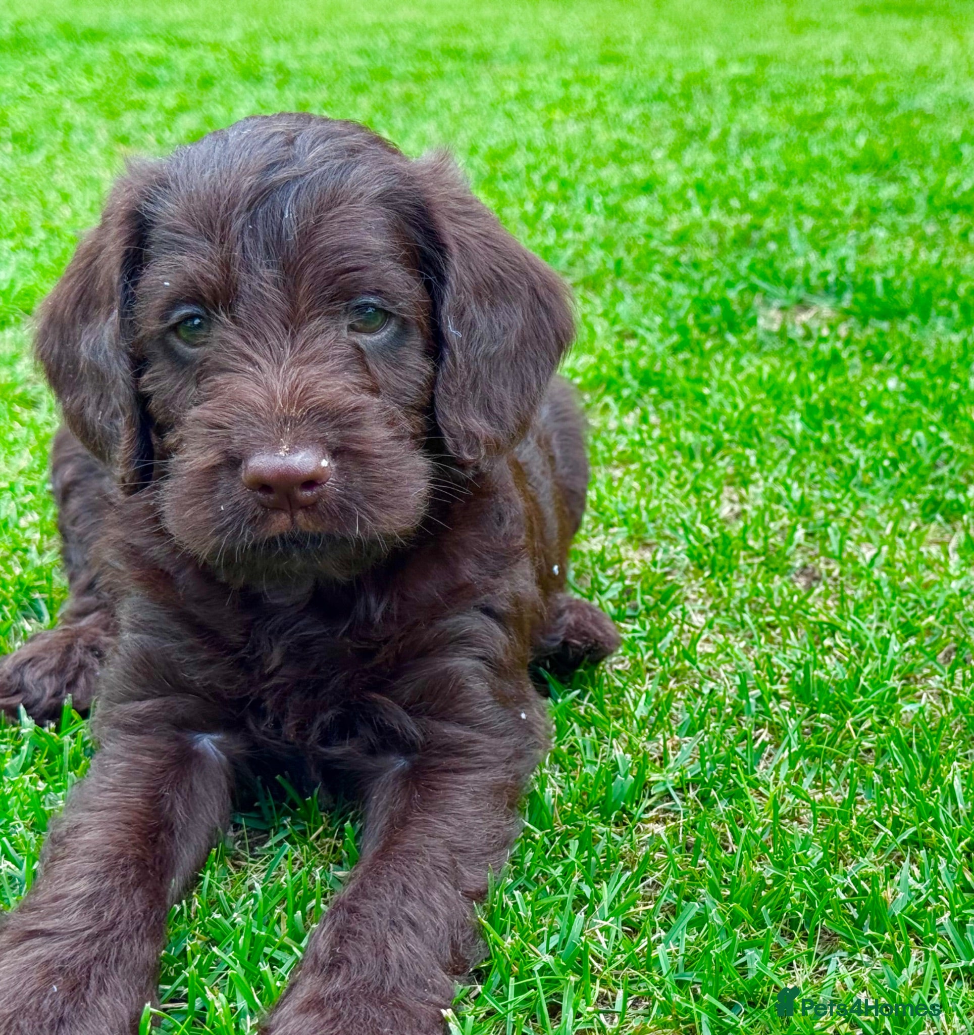 Labradoodle dogs Chocolate & chocolate Merle Babies 🐾🐾🐾 - Advert 2