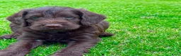 Labradoodle dogs for sale: Chocolate & chocolate Merle Babies 🐾🐾🐾 - Advert 2