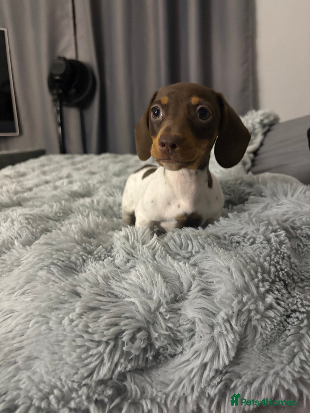 Miniature Dachshund dogs for sale: Four beautiful miniature dachshund girls - Advert 5