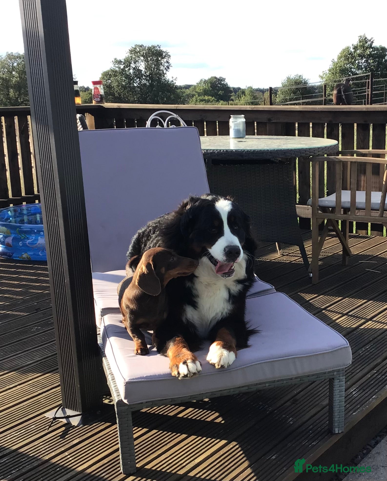 Bernese Mountain Dog dogs Stunning Bernese Mountain Dog, - Advert 1