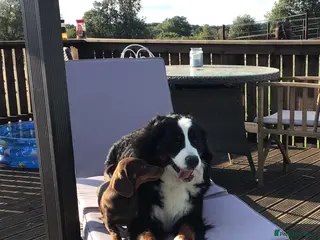 Bernese Mountain Dog dogs Stunning Bernese Mountain Dog, - Advert 11