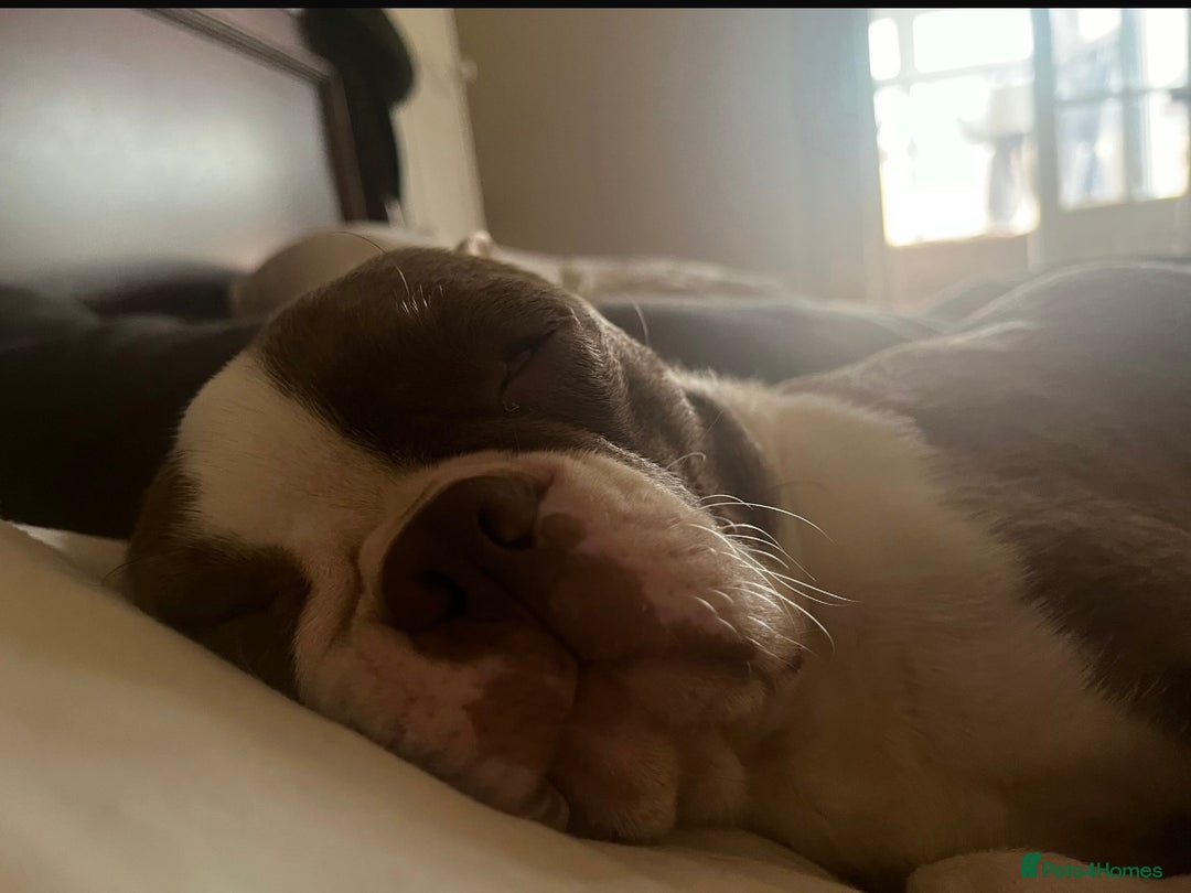 Boston Terrier dogs for sale: Boston Terrier bitch - Advert 3