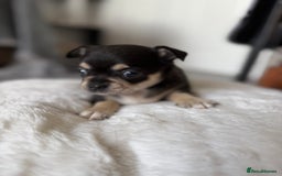 Chihuahua dogs for sale: Stunning Little Short Coat Chihuahuas - Last 2 - Image 27