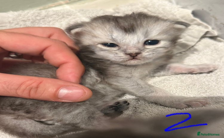 British Shorthair cats - Advert 8