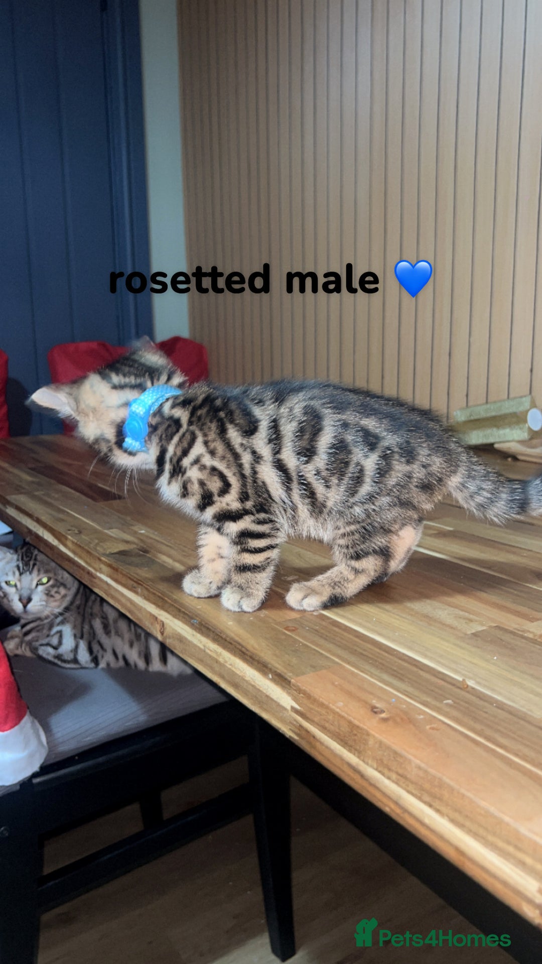 Bengal cats for sale: Beautiful Bengal kittens  - Advert 4