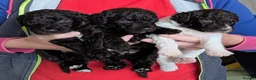 Spanish Water Dog dogs for sale: Spanish water dog  - Advert 6