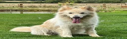 German Shepherd dogs for sale: Chunky, Long Coated German Shepherds - Advert 27