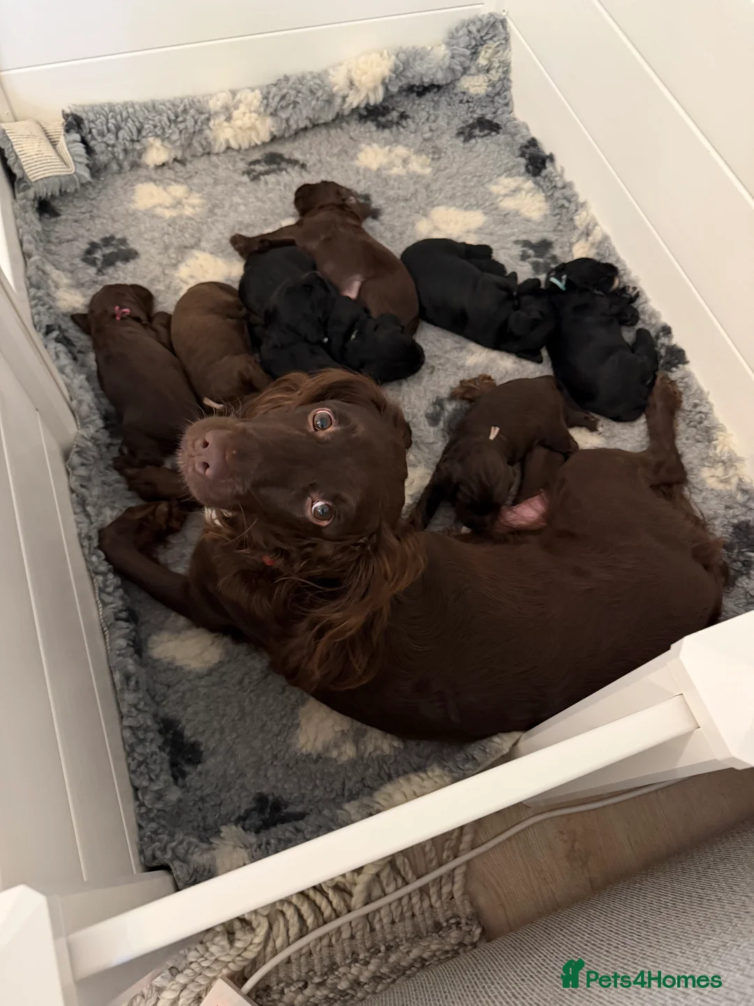 Sprocker dogs for sale: Sprocker spaniel puppies in Crediton - Advert 1