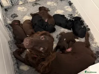 Sprocker dogs Sprocker spaniel puppies in Crediton - Advert 6