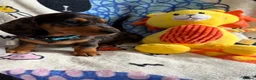 Miniature Dachshund dogs for sale: KC Mini Dachshund.  - Advert 21
