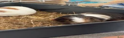 Guinea Pig rodents for sale: Guinea pigs  in Stockton-on-Tees - Advert 1