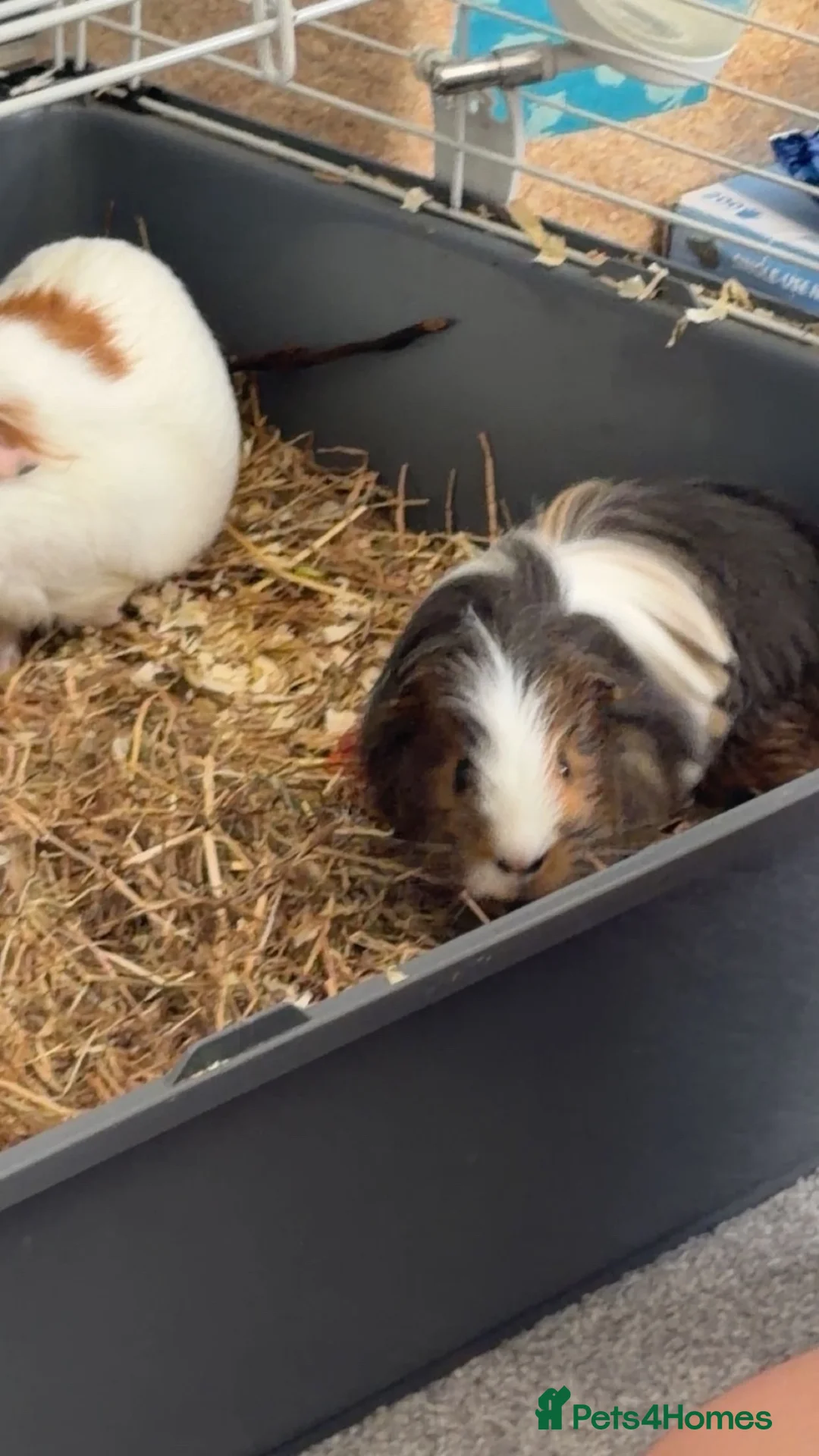 Guinea Pig rodents for sale: Guinea pigs  in Stockton-on-Tees - Advert 1