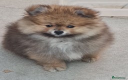 Pomeranian dogs for sale: Stunning Teddy purebreed Russian/Ukrainian poms in Basildon - Image 2