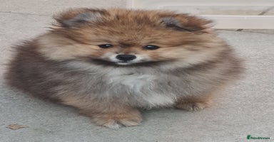 Pomeranian dogs in Basildon - Advert 3