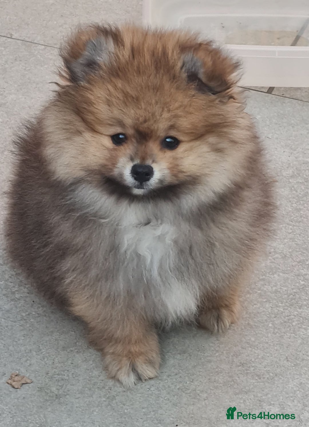 Pomeranian dogs for sale: Stunning Teddy purebreed Russian/Ukrainian poms in Basildon - Image 2