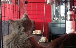Maine Coon cats for sale: Adorable Maine Coon kittens in Manchester - Image 22