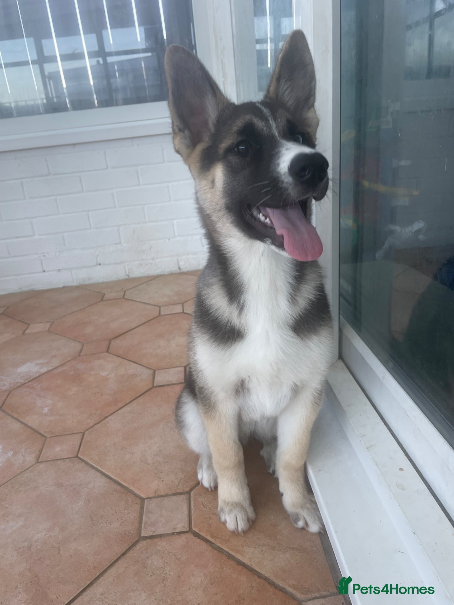 Shepsky dogs 15 week old pup  - Advert 6