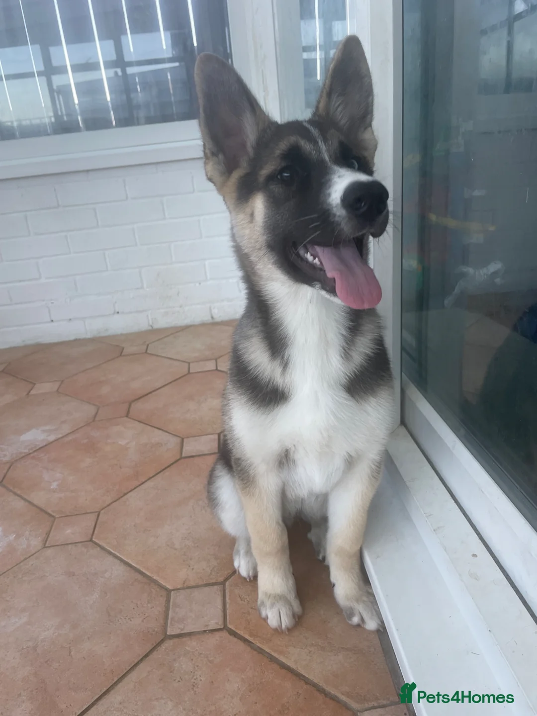 Shepsky dogs for sale: 15 week old pup  - Advert 1