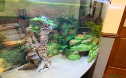 Axolotl reptiles for sale: 3 gorgeous and cute Male axolotls - Image 3