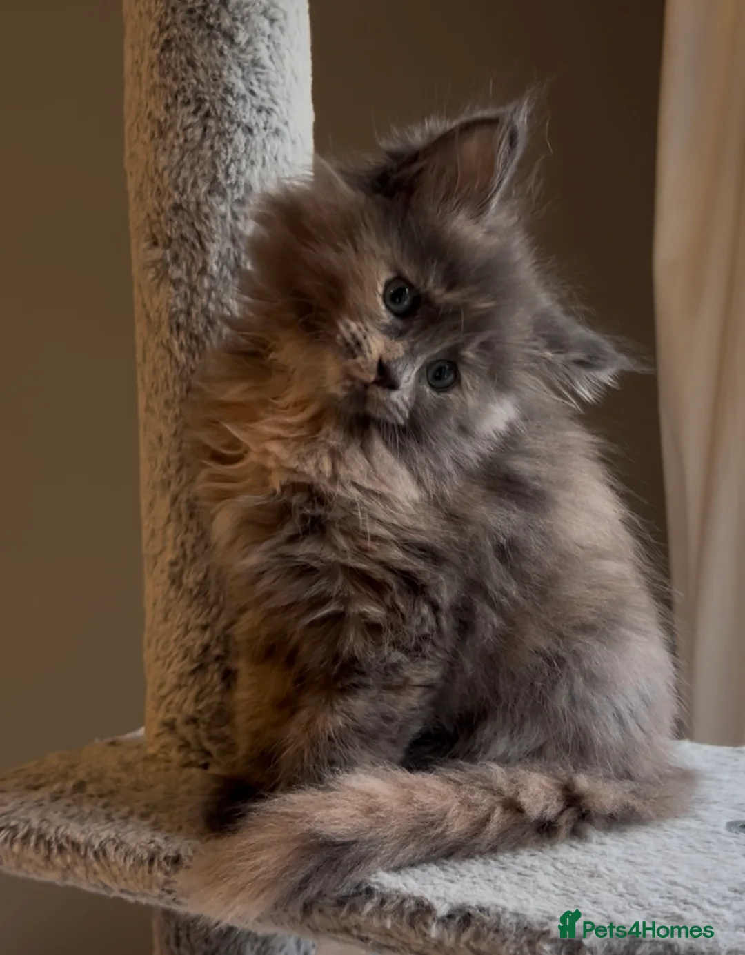 Maine Coon cats for sale: Blue Cream Tortie girl READY NOW - Advert 1