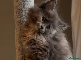 Maine Coon cats Blue Cream Tortie girl READY NOW - Advert 2