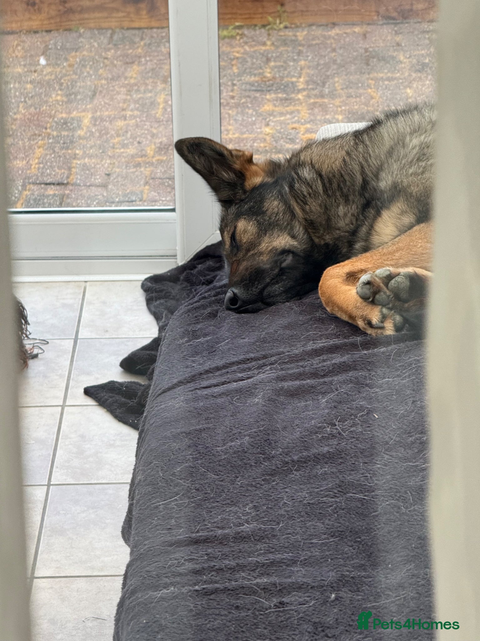 German Shepherd dogs for sale: Working lines GSD - Advert 3