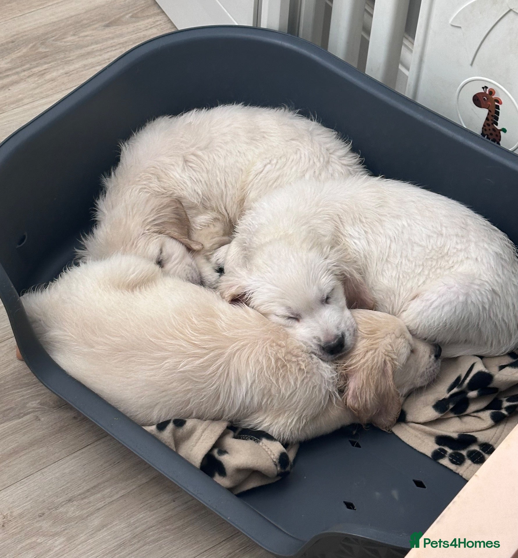 Golden Retriever dogs White/cream golden retrievers - Advert 2