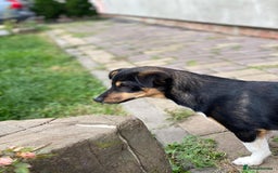 Mixed Breed dogs for adoption: 💖🐶 TINA 🐶💖 - Image 8