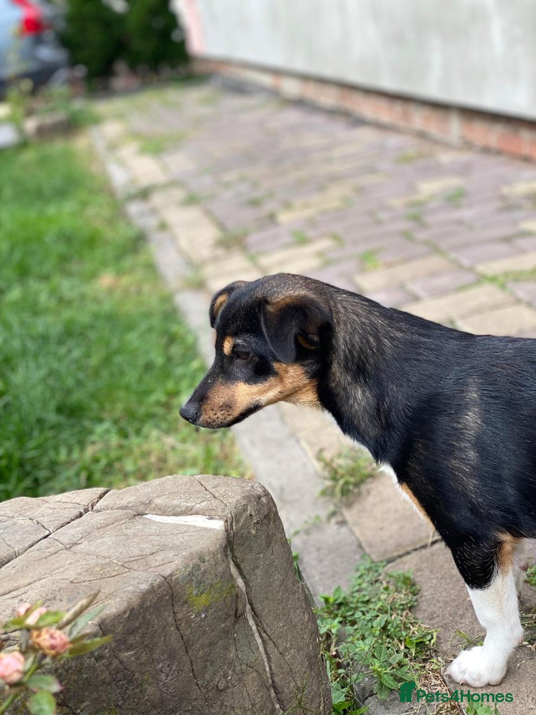 Mixed Breed dogs for adoption: 💖🐶 TINA 🐶💖 - Image 8