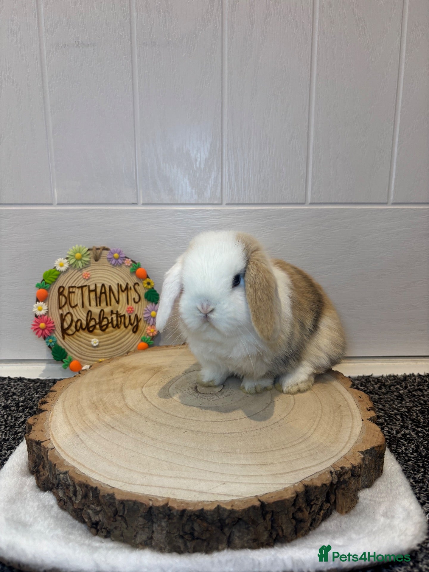 Mini Lop rabbits Beautiful Mini Lop Doe 🤍🐰 - Advert 4