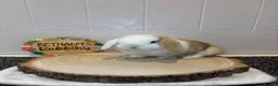 Mini Lop rabbits for sale: Beautiful Mini Lop Doe 🤍🐰 - Advert 1