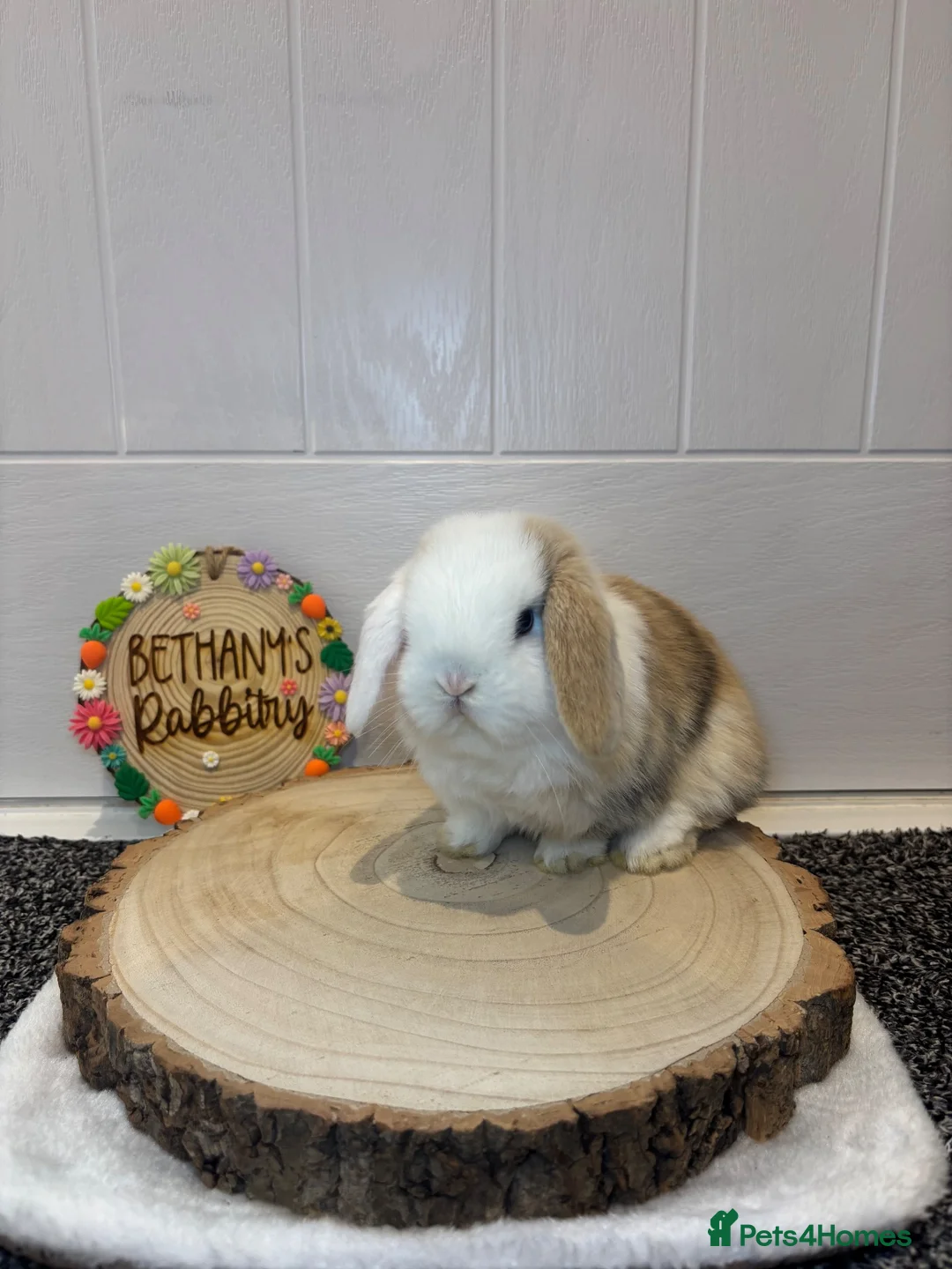 Mini Lop rabbits for sale: Beautiful Mini Lop Doe 🤍🐰 - Advert 1