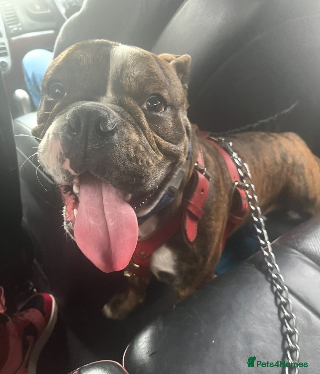 Olde English Bulldogge dogs for sale: ‼️⭐️LAST 2⭐️‼️OEB PUPS- Jabbed & Chipped - Image 10