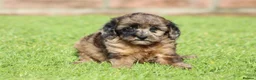 Cavapoo dogs for sale: Beautiful Cavapoo puppies for sale - Advert 3