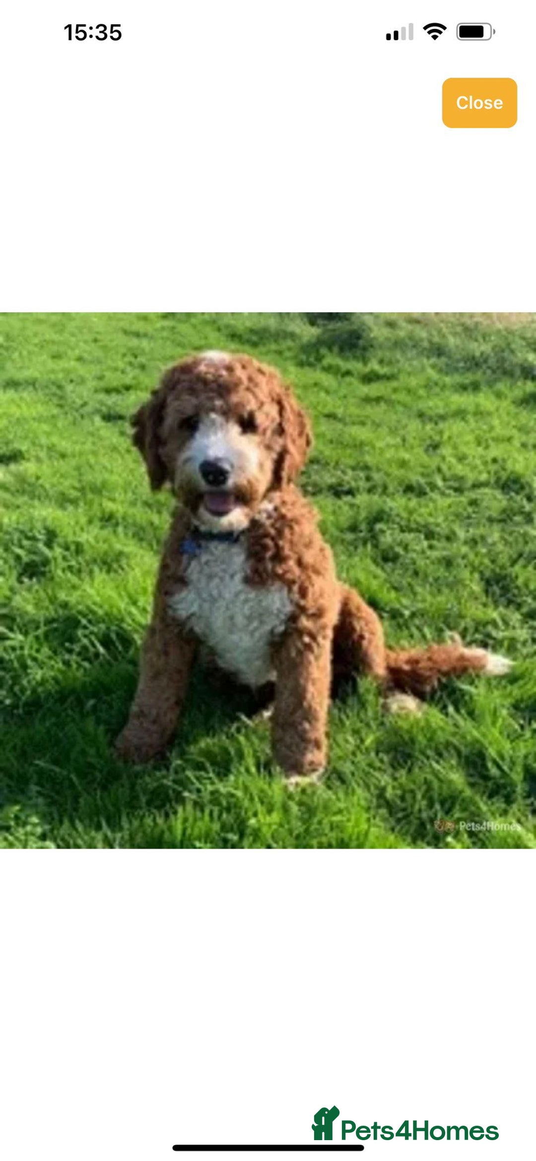 Australian Labradoodle dogs for sale: Australian Labradoodles Puppies - Advert 4