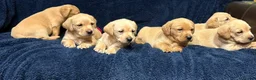 Labrador Retriever dogs for sale: Fetch labrador puppies - Advert 15
