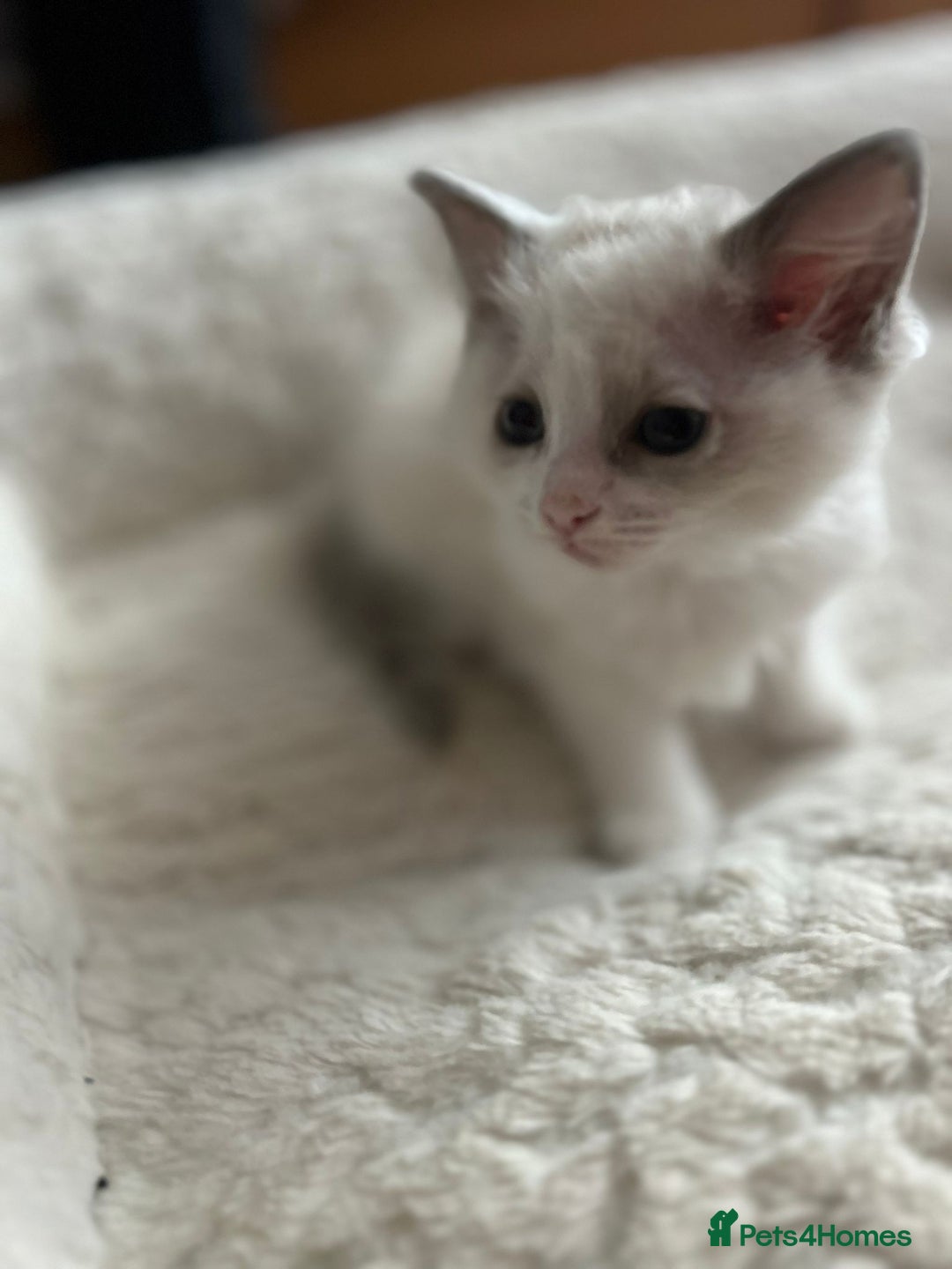 Ragdoll cats for sale: 5 Pure Ragdoll kittens - All Females -Pickup Ready - Image 12