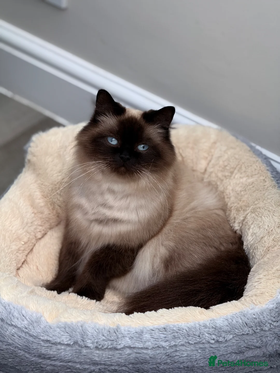 Mixed Breed cats for sale: Beautiful Maine Coon x Ragdoll Kittens for Sale - Advert 2